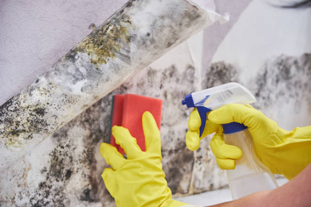 Best Emergency Mold Remediation  in Lake Crystal, MN